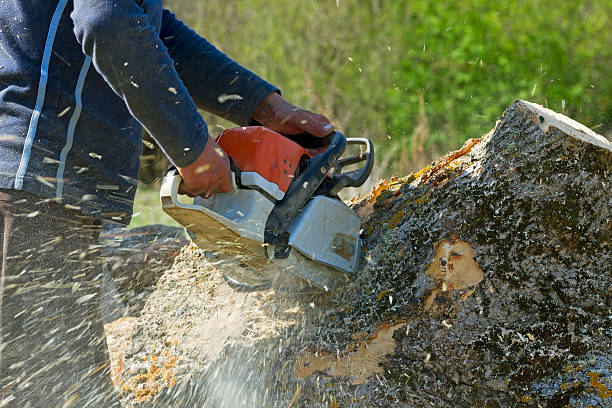 Reliable Wise, VA Tree Service Solutions